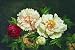 Peony Enticement AU Exclusives 30x20