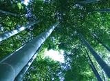 Moso Bamboo 25+ Seeds Giant Phyllostachys Pubescens Eco Conscious Screening