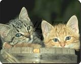 from Mousemats Kittens in Beer Barrel Computer Mouse Mat/Pad Gift, Ref:AC-83M
