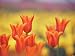 Orange Tulips in Bloom at a Flower Farm Photographic Poster Print by Greg Dale, 12x16