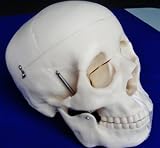 Model Anatomy Professional Medical Life Size Skull IT-006 ANGELUS