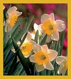 Daffodils Bookmark