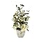Magnolias Faux Floral Arrangement in Distressed Pot - Cream