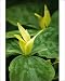 Photographic Prints of DAD-1806 Trillium chloropetalum - a herbaceous perennial that likes moist shady from Ardea Wildlife Pets