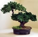 Bonsai Boy's Monterey - Double Trunk-Preserved Bonsai Tree