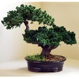 Bonsai Boy's Monterey - Double Trunk-Preserved Bonsai Tree Preserved - Not a living tree