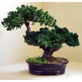 Bonsai Boy's Monterey - Double Trunk-Preserved Bonsai Tree
