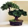 Bonsai Boy's Monterey - Double Trunk-Preserved Bonsai Tree