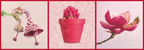 Schmidt Spiele 58929 - Anne Geddes, Panoramapuzzle, Bl&uuml;ten und mehr, 1000 Teile Preisvergleich