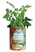Gifts That Bloom ~ Organic Basil Garden
