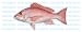 RED SNAPPER -Fish Decal- window sticker truck fishing