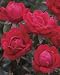 Double Knock Out (Rosa Landscape/Shrub) - Bare Root Rose