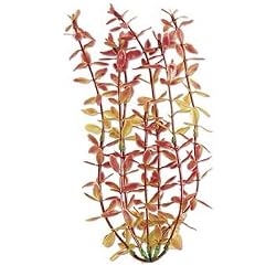 TETRA WW 12" RED LUDWIGIA PLT