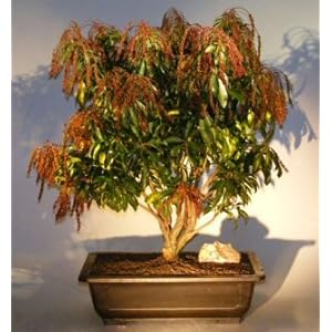 Andromeda Tree