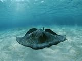 A Southern Stingray, Dasyatis Americana, Lies on a Sandy Sea Floor Photographic Poster Print by Brian J. Skerry, 48x64
