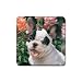 French Bulldog Rubber Square Coaster (4 pack)