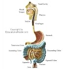 Human Digestive Tract Anatomy Medical Anatomical Chart by  EducationalModel.com