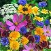 Wildlife Attracting Garden Varieties Mixed
