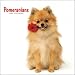   - Pomeranians 2009 Square Wall Calendar