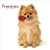 Pomeranians 2009 Square Wall Calendar