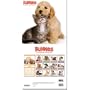(12x12) Buddies (Dogs and Cats) 12-Month Art Wall Calendar 2011