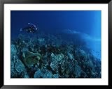 41rpo9EkVHL. SL160  A Diver Descends a Coral Covered Wall off of Manado Tua Island Animals Framed Art Poster Print, 49x39