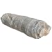 American Educational Horn Coral Coelenterate Fossil (Pack of 10)