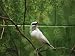 Close View of a Captive Bali Mynah Bird Photographic Poster Print, 24x18