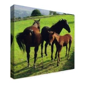A3 Box Canvas 30x42cm horse foal A4 A2 available