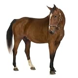 Horse - 18