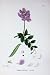 Botany Plants C1902 Sea Pea Lathyrus Maritimus Flower