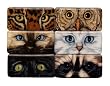 Cat Eyes Have It Mighty Magnets Set of 6