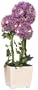 GKI Bethlehem Lighting 20-Inch Purple Alliums with LED Lights, Battery Operated