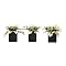 Star Succulent Faux Arrangement in Planter Set of 3