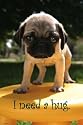 I NEED A HUG PUG POSTER 24" X 36" #24329