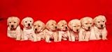 Puppies - 36"W x 17"H - Peel and Stick Wall Decal by Wallmonkeys
