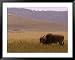 A Common Eland Grazing in a Ngorongoro Crater Field (Taurotragus Oryx) Framed Art Pos...