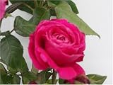 Review World of Roses  / Lady Mitchell