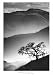 Black Oak Art Print Poster By Jean Miele, 27.5 " x 39.25 "