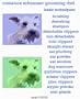 Miniature Schnauzer Grooming DVD Video Mini Schnauzers