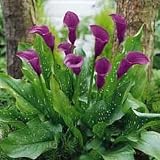 Anneke Purple Calla Lily Bulb - True Purple Color