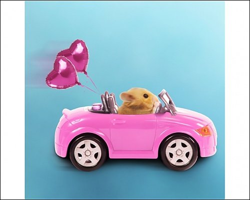 Photographic Print Of La-3728-m Hamster Driving Miniature Sports Convertible Car With Heart Shaped From Ardea Picture
