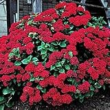 Hydrangea Plant - Hydrangea Alpengluhen ( Glowing Embers ) - B001GA92XO
