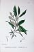 Botany Plant C1902 Tea-Leaved Sallow Salix Phylicifolia