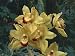 Close-Up of Cymbidium Hybrid Orchid Flowers Photographic Poster Print by C. Sappa, 24x32