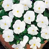 パンジービオラパンジー ナチュレ「ホワイト」３株セット