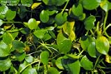 Floating Plants : Frogbit