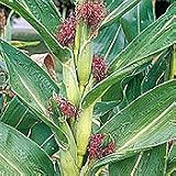 Organic Chires Baby Corn 140 Seeds - B001HXJZEQ