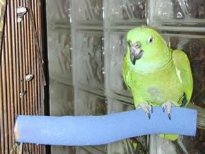 Pollys Pet Products Sand Walk Arch Bird Swing Size Small
