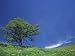 Lone Oak, Spring Greens, Washington, USA Photographic Poster Print by Darrell Gulin, 30x40